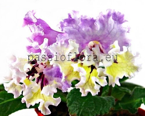 Streptocarpus OD-REFLECTION OF THE NORTH - OD-OTRAZHENIYE SEVERA
