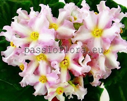 African Violet  Chimera NASHE ZOLOTO
