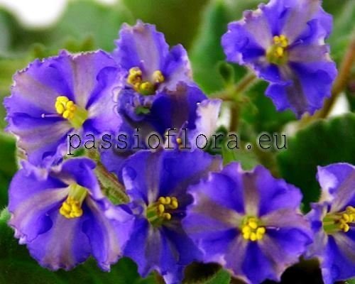 African Violet  Chimera MT-POSLEDNIY SAMURAI