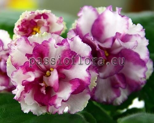 African Violet  Chimera RM-SHARLOTTA