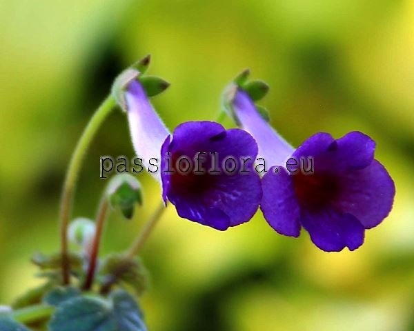 Mini Sinningia SILHOUETTE