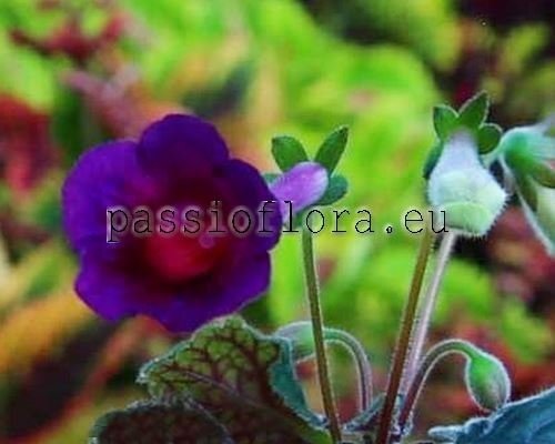 Mini Sinningia SILHOUETTE