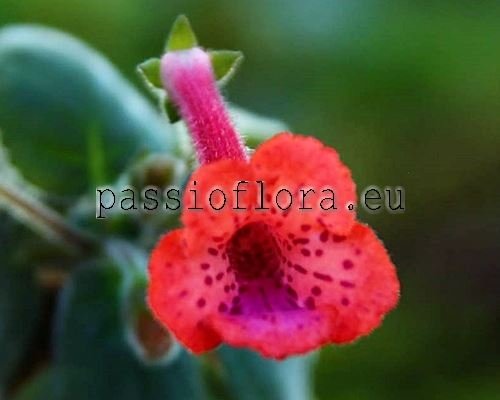 Mini Sinningia AMIGO