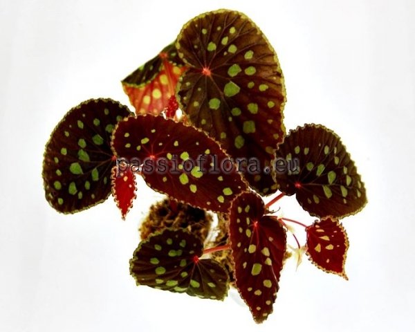 Begonia  seeds chlorosticta  