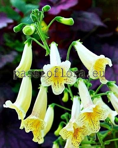 Smithiantha PF-GOLDEN EMPEROR 