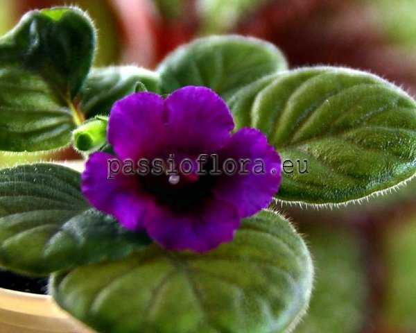 Mini Sinningia  BAL-BLACK PRINCE