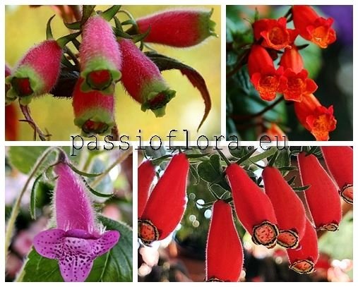 Seemannia Seeds MIX OF DIFFERENT HYBRIDS