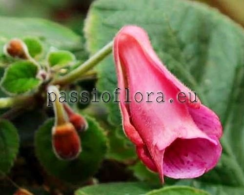 Sinningia ISA'S TROPICAL NECTAR