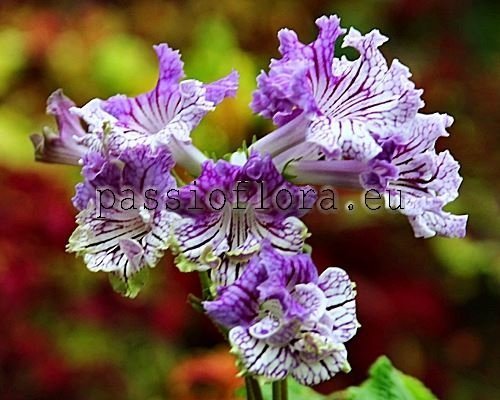 Streptocarpus DEM-MYATNAYA KONFETKA
