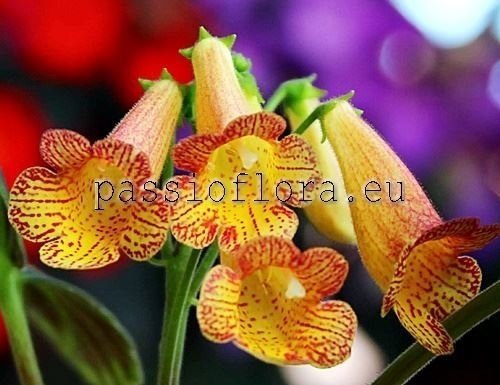 Smithiantha PF-ELIZABETH 