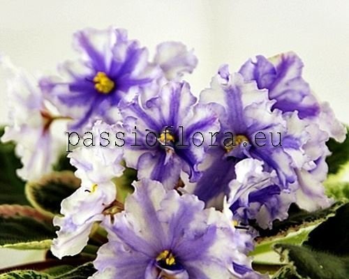 African Violet  Chimera RS-KOLESO FORTUNY