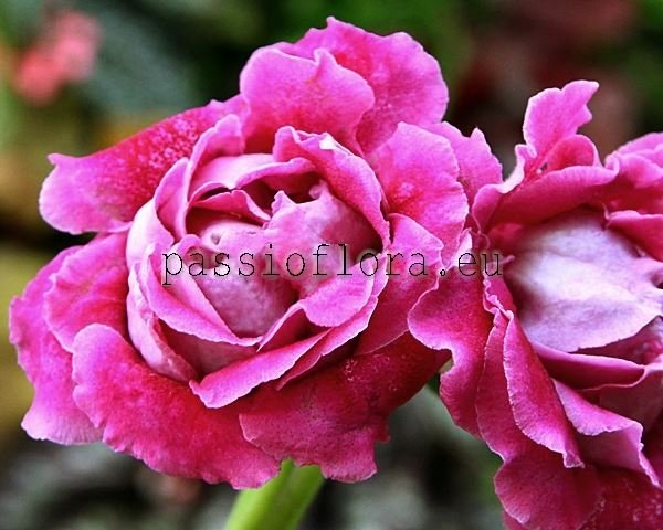 Gloxinia Tuber Passioflora Seedling No 2