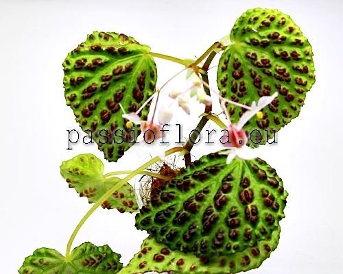 Begonia dracopelta 