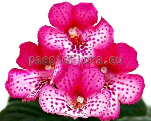 Mini Sinningia SIMSIM PLAYFULL BUTTERFLIES