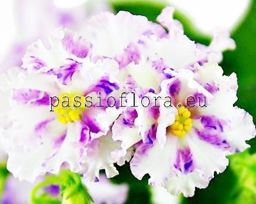 African Violet BOLD PARTY GIRL SPORT 