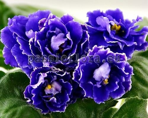 African Violet  NK-KALIPSO