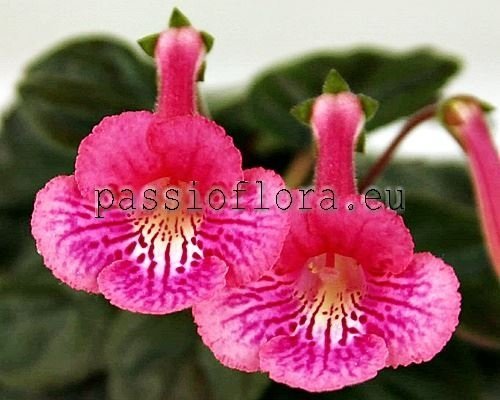 Mini Sinningia FU'S BEAUTIFUL LEGEND