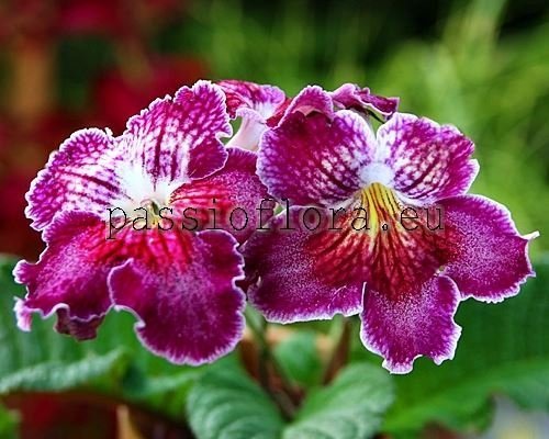 Streptocarpus OD-IGRA VOOBRAZHENIYA - OD-GAME OF IMAGINATION 