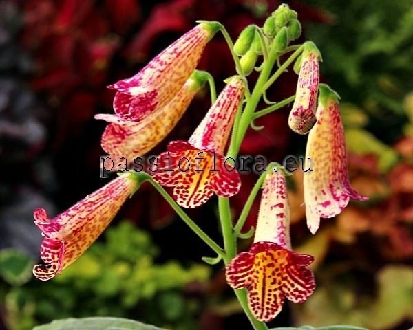 Smithiantha PF-PASSION 
