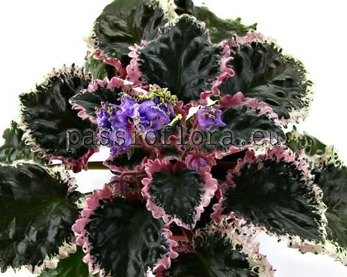 African Violet EK-SEA URCHINS - EK-Morskiye Yezhi