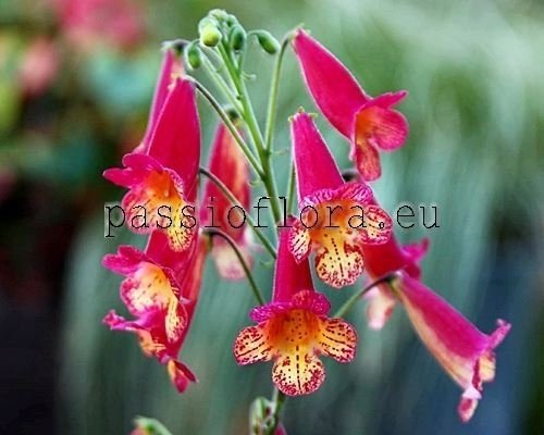 Smithiantha PF-ARCADIA 