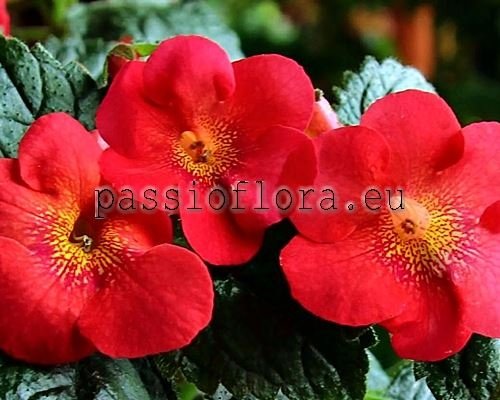 Achimenes Seeds AQUARIUS 