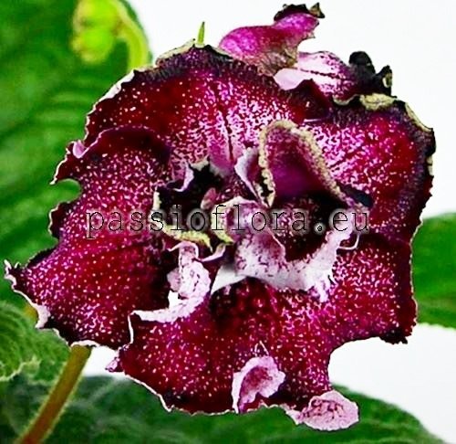 Streptocarpus DS-2095
