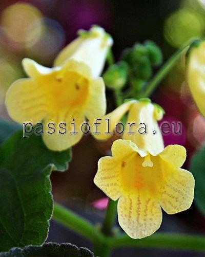 Smithiantha Seeds PF-YELLOW DIAMOND