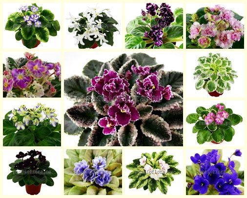 African Violet MINI  Seeds MIX OF DIFFERENT MINI HYBRIDS
