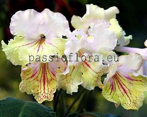 Streptocarpus OD-Souvenir from Odessa - OD-Suvenir iz Odessy