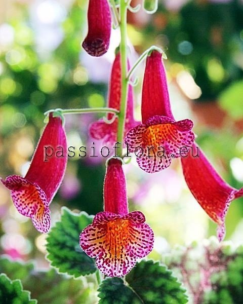 Smithiantha RF'S FIESTA 