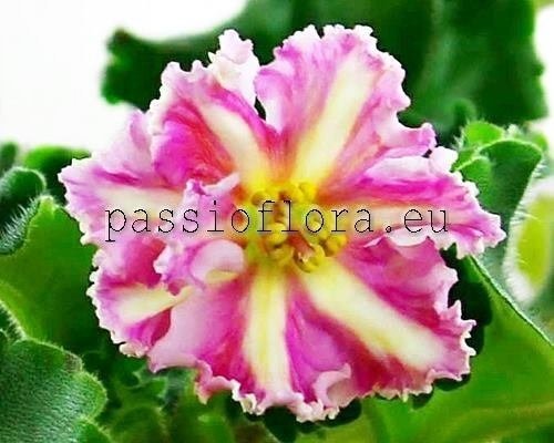 African Violet Seeds FG-ZOLOTOE RUNO