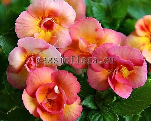 Achimenes Seeds GOLDEN BUCK 