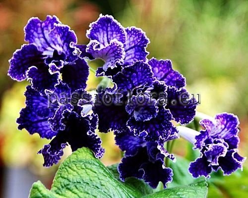 Streptocarpus EF-TENDERNESS OF THE NIGHT - EF-NEZHNOST NOCHI