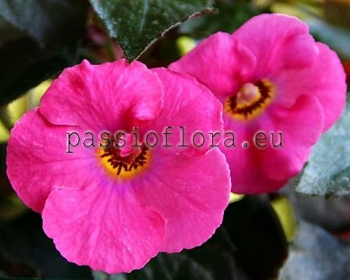 Achimenes Seeds RF'S BUBBLE GUM 