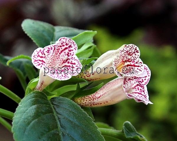 Sinningia Seeds guttata 