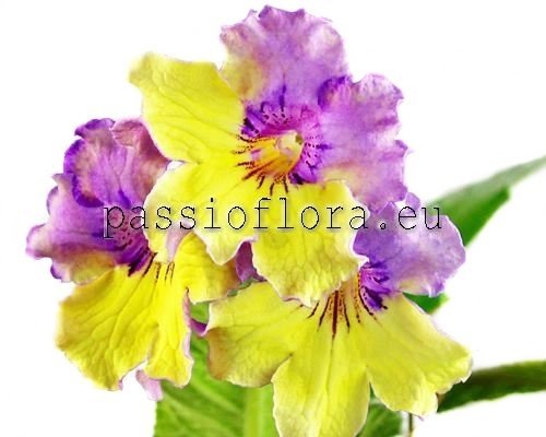 Streptocarpus DEM-TROPICAL BREEZE - DEM-TROPICHESKIY BRIZ