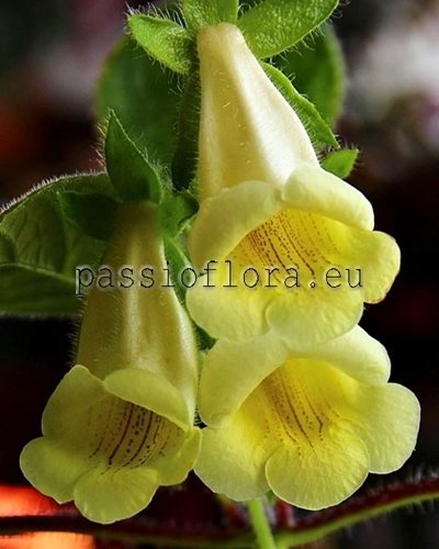 Sinningia conspicua