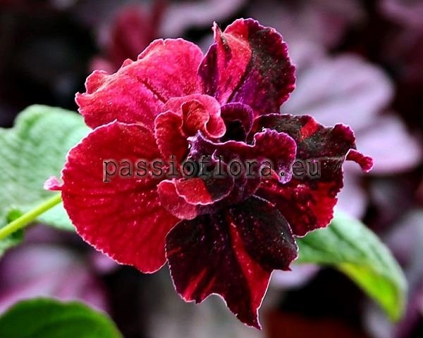 Streptocarpus Seeds DS-ALMANDIN 