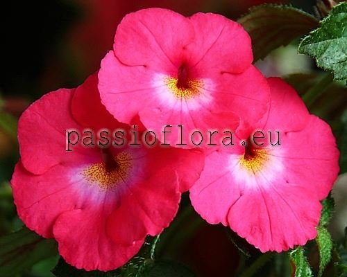 Achimenes RF'S MI LUPITA 