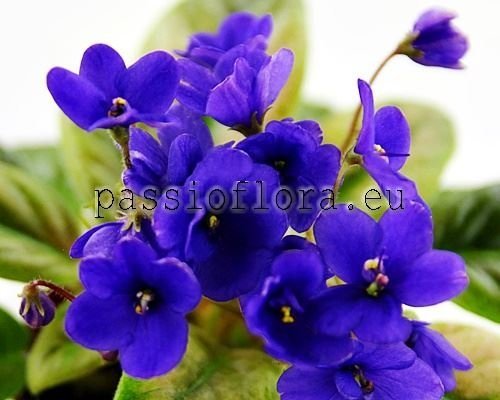 African Violet Mini NK-LIMPOPO