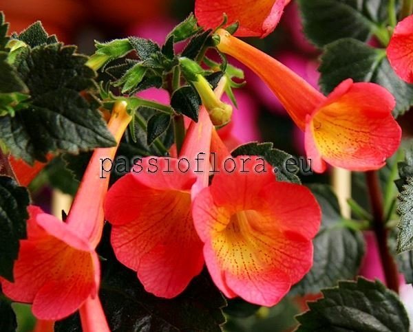 Achimenes HELENA xAchimenantha 2