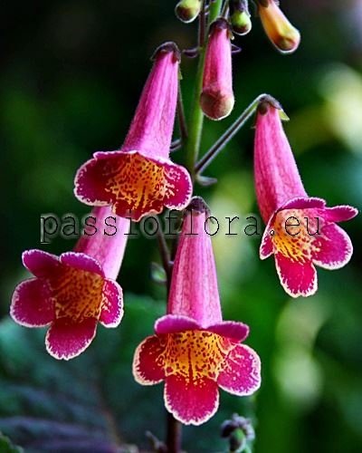 Smithiantha Seeds PF-MONA LISA 