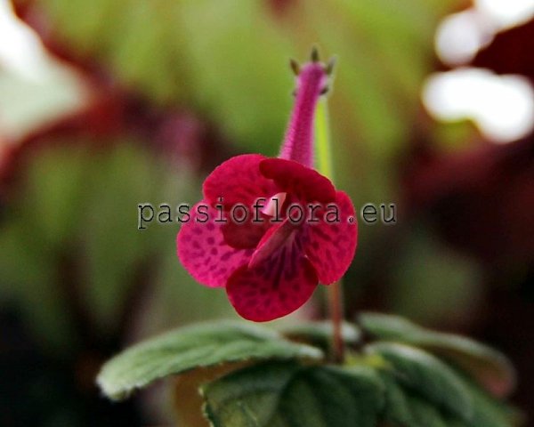 Mini Sinningia  BAL-MALACHITE ROSE