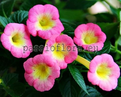 Achimenes BRID'S CASANDRA 