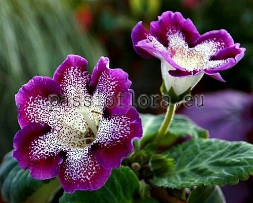Gloxinia PF-EL NIDO 
