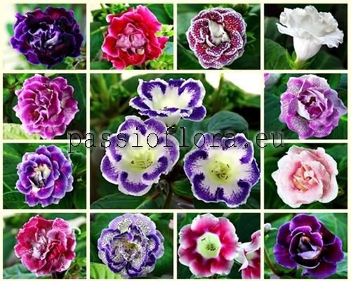Gloxinia Seeds  MIX OF DIFFERENT HYBRIDS