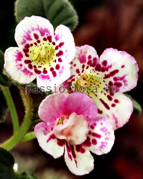 Mini Sinningia SRG'S ASSEEN