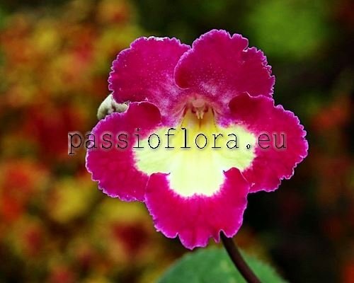 Streptocarpus DS-GOLDEN KEY x