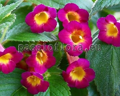 Achimenes Seeds MM'S MEXHET